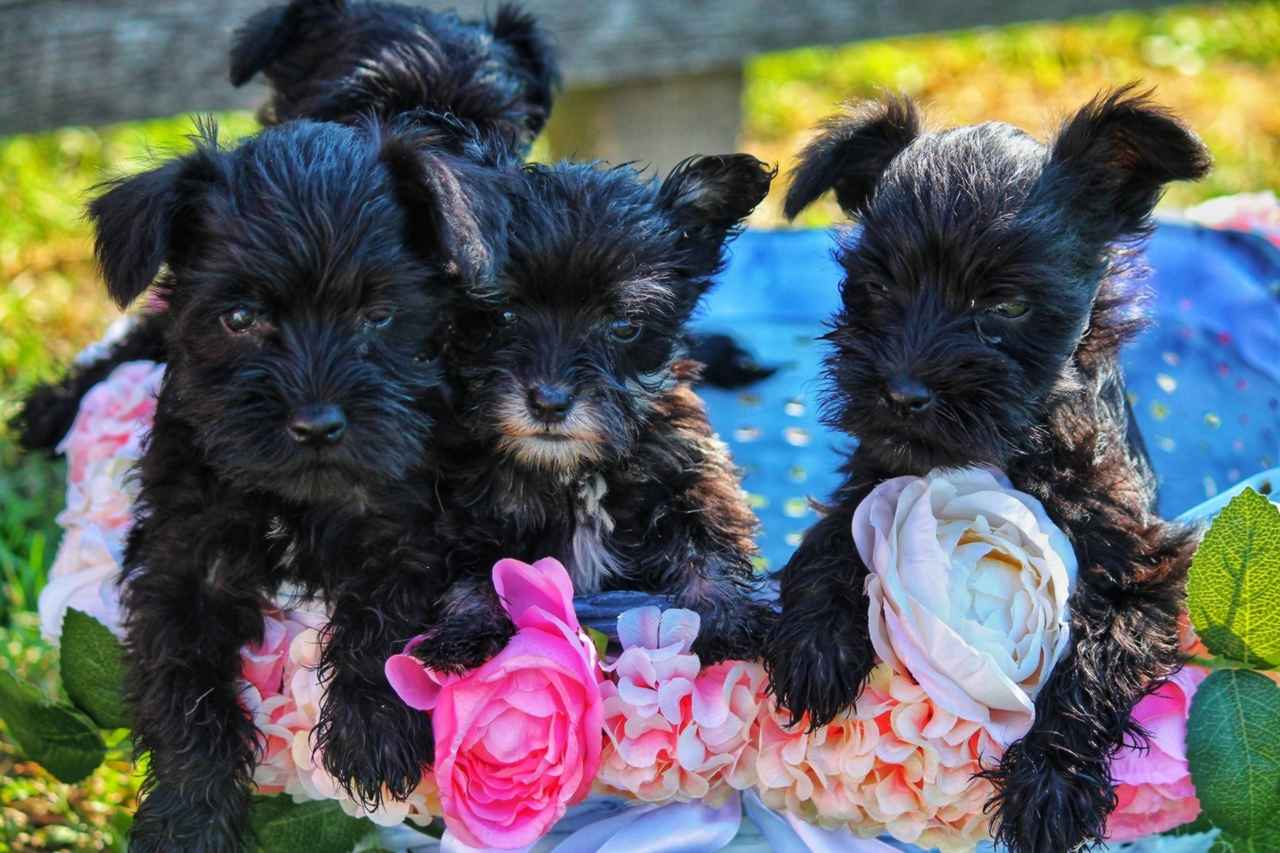 TBS Copricuscino 45x45 Cm Con Schnauzer Colorato - Morbido Poliestere, Lavabile