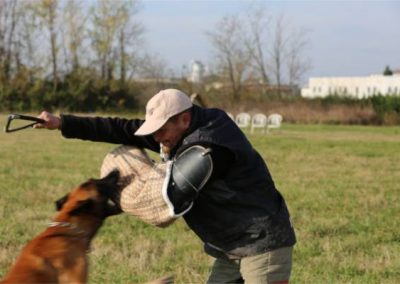 Pastore belga malinois allenamento cane da guardia